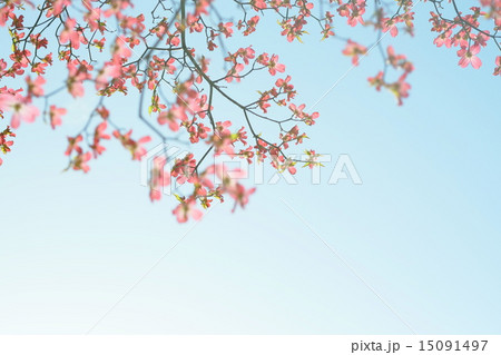 空とはなみずき 15091497