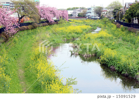 野川 川原 春の写真素材