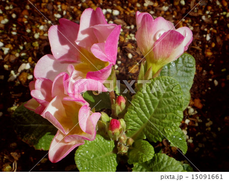 ジュリアン 15091661