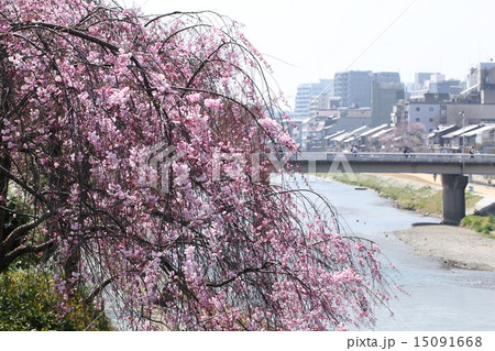 鴨川と枝垂れ桜 15091668