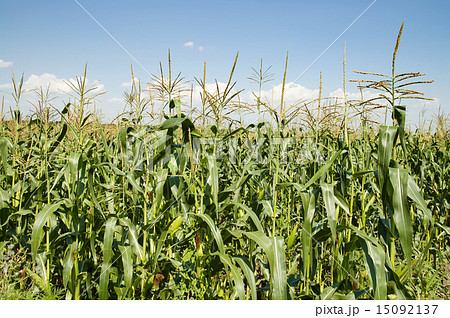 corn field corn field 15092137