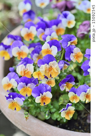 パンジー 15092545