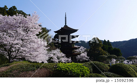 桜の季節の瑠璃光寺五重塔 桜の季節の瑠璃光寺五重塔 15092596