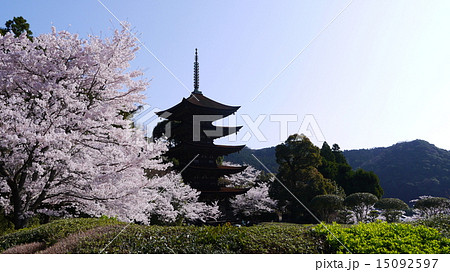 桜の季節の山口市・国宝瑠璃光寺五重塔 15092597