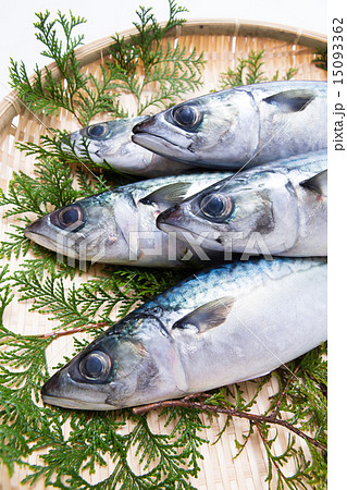 サバ サバ 15093362