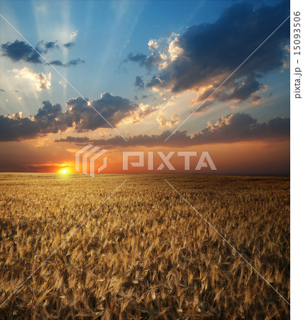 field of wheat in sunset time field of wheat in sunset time 15093506
