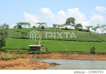 Green tea plantation landscape 15093753