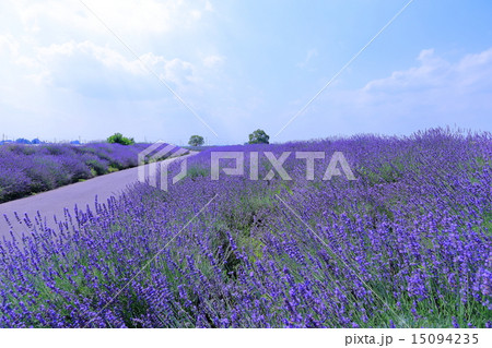 菖蒲 ラベンダー堤の写真素材