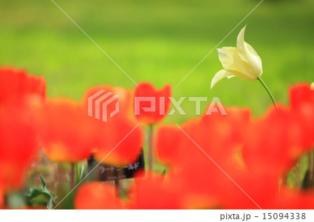 昭和記念公園のチューリップ 15094338