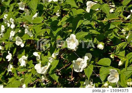 樹木:シロヤマブキ バラ科 樹木:シロヤマブキ バラ科 15094375