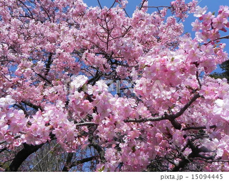 河津桜 15094445