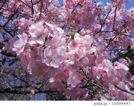 河津桜 15094447