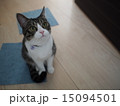 お座りしている猫 15094501