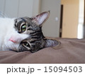 添い寝猫 15094503