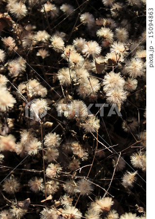 コウヤボウキの綿毛 15094863