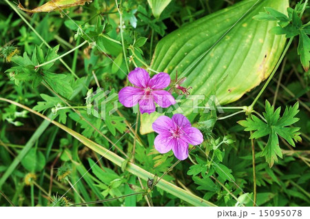 高山の花・アサマフウロの愛らしい花２輪・横位置 15095078