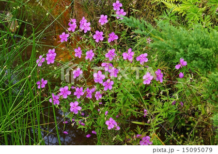 高山の花 水辺に咲き乱れるアサマフウロの愛らしい花 横位置の写真素材