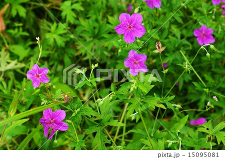 高山の花・アサマフウロの愛らしい花々と蕾と葉・横位置 高山の花・アサマフウロの愛らしい花々と蕾と葉・横位置 15095081