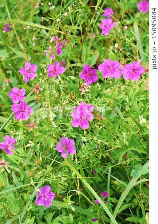 高山の花・咲き乱れるアサマフウロの愛らしい花々・縦位置 高山の花・咲き乱れるアサマフウロの愛らしい花々・縦位置 15095084