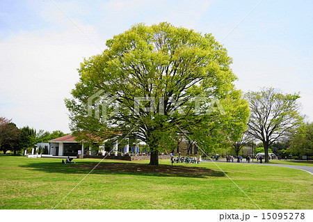 4月は　ケヤキ・ニレ科236萌黄色の若葉 15095278