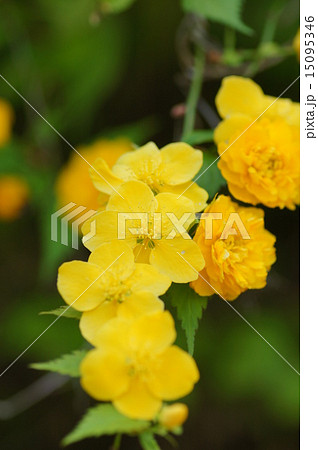 ヤマブキの花 ヤマブキの花 15095346