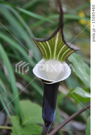 ユキモチソウ ユキモチソウ 15095460