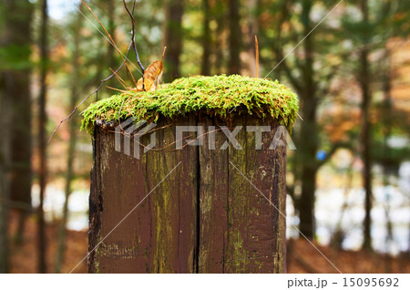 Moss grows on wooden pole 15095692