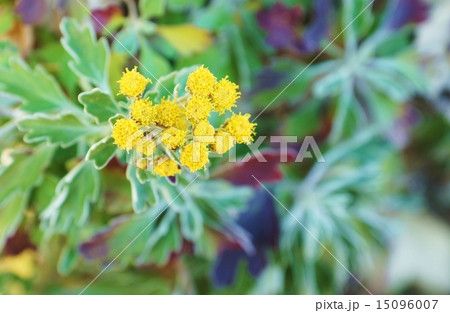 海辺の花 白い縁取りの葉がきれいなイソギクの花 横位置の写真素材