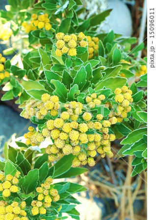 海辺の花・海辺の岩場に群生するイソギクの花・縦位置 15096011