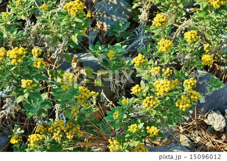 海辺の花 海辺の岩場に群生するイソギクの花 横位置の写真素材