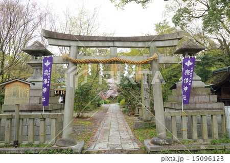 京都御苑　春の宗像神社 15096123