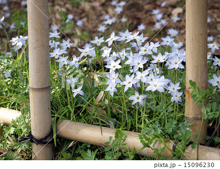 ハナニラ（イフェイオン） 15096230
