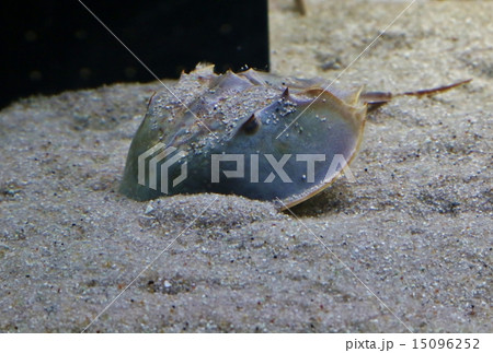 カブトガニ カブトガニ 15096252