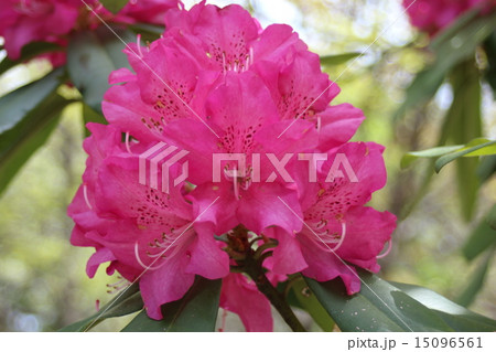 しゃくなげ しゃくなげ 15096561