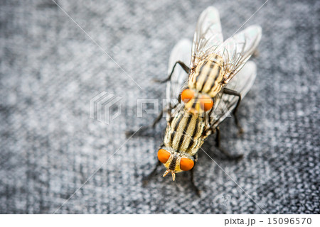 Blow fly, carrion fly, bluebottles, greenbottles 15096570