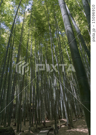 報国寺　竹林 15096910