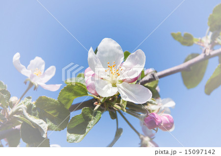 flower of apple 15097142