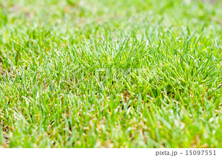 green grass closeup green grass closeup 15097551