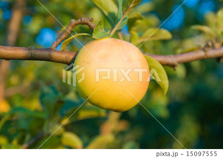 green apple. evening green apple. evening 15097555