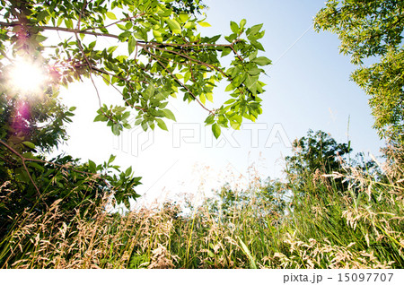 natural frame in wood natural frame in wood 15097707
