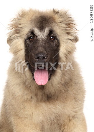 Portrait of happy Caucasian shepherd dog Portrait of happy Caucasian shepherd dog 15097889
