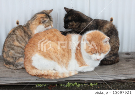 お母さんに甘える子猫二匹 お母さんに甘える子猫二匹 15097921