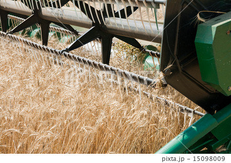 harvesting time closeup to combine harvesting time closeup to combine 15098009