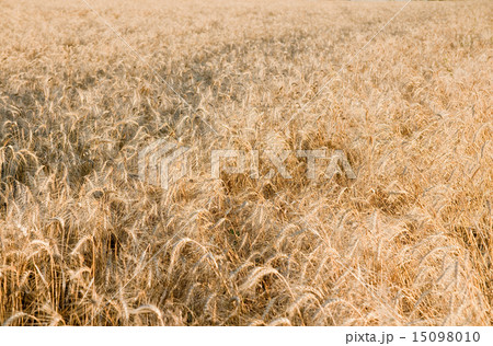 Ears of ripe wheat on a field Ears of ripe wheat on a field 15098010