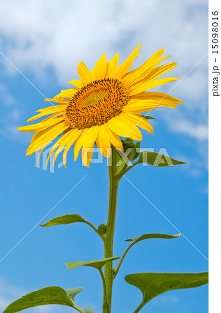 sunflower close-up central part 15098016