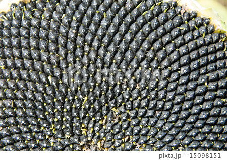 Black sunflowers seed 15098151