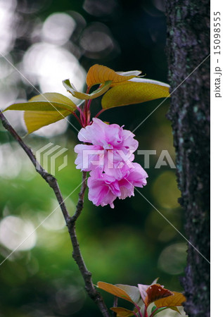 牡丹桜 15098555