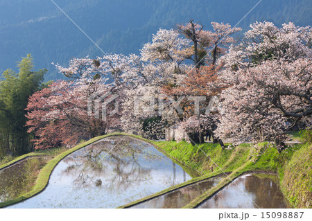 三多気の桜 15098887