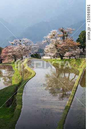 三多気の桜 三多気の桜 15098891