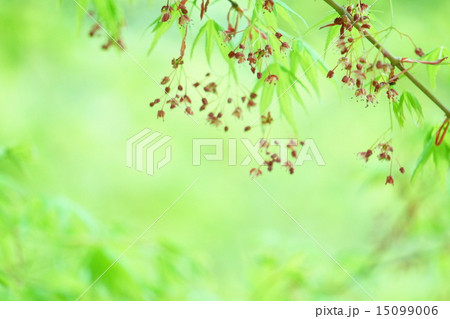 イロハモミジの新緑 15099006